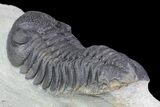 Large, Morocops Trilobite - Nice Eye Facets #76983-4